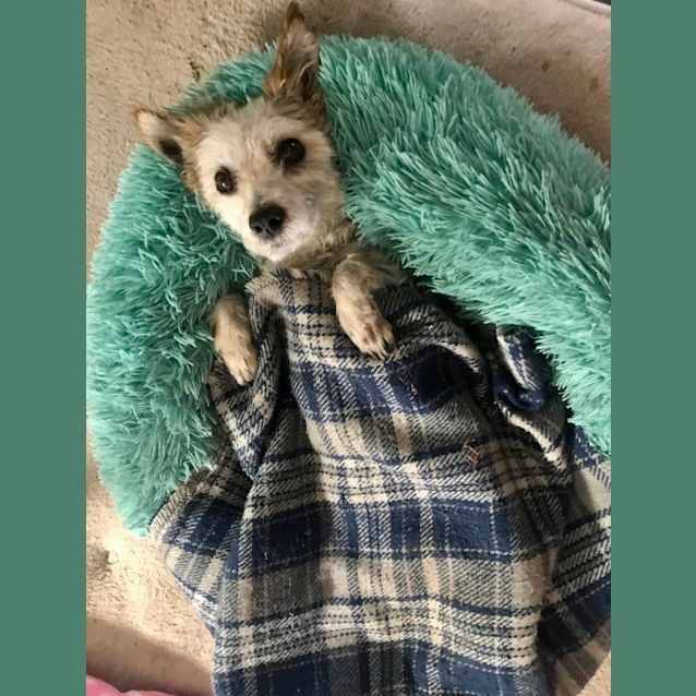 Photo of Trixie