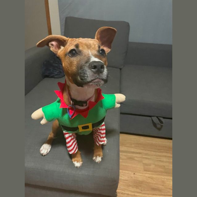 Photo of Lilly   4 Month Old Terrier(on Trial 12/12/22)