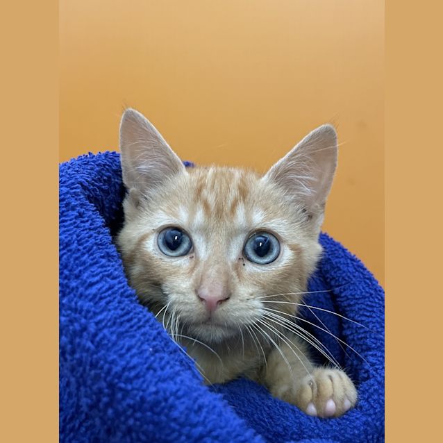 Photo of Butternut