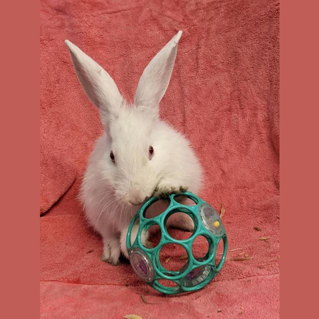 Photo of Snowy