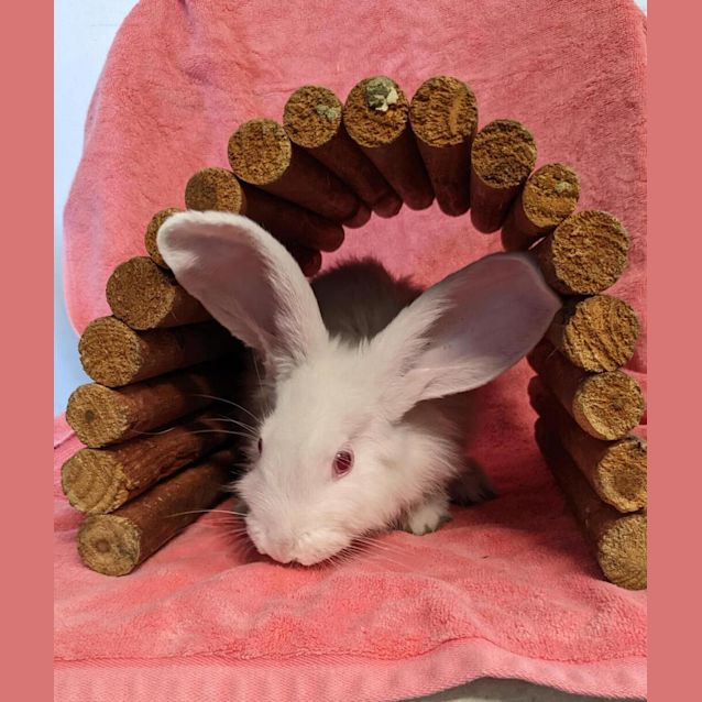 Photo of Hank