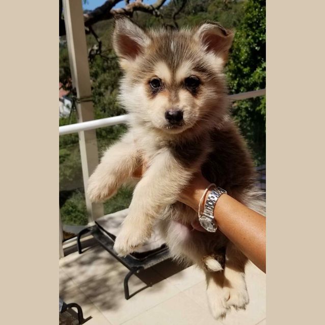 Photo of Bohdi 