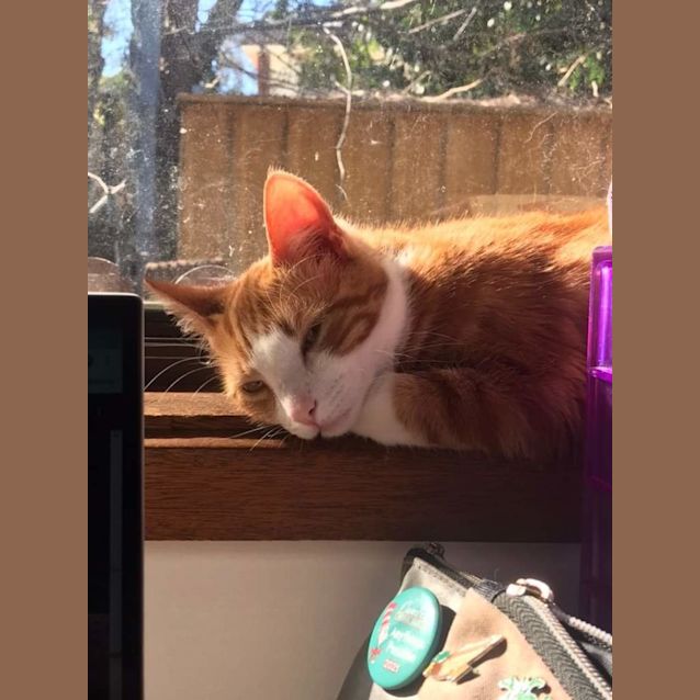 Photo of Minnie9mth Old And Ginger2yr Old..