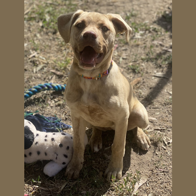 Photo of Shelby (Lucy)