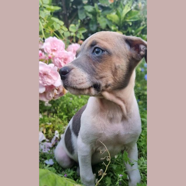 Photo of Dottie Elderton Pups 