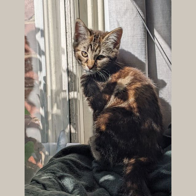 Photo of Yzma   Located In Rosanna
