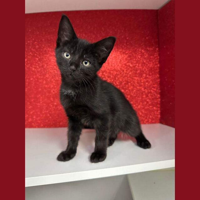 Photo of Sidney   Located In Preston