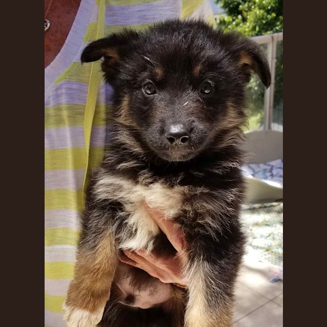 Flint - Medium Male German Shepherd x Kelpie Mix Dog in NSW - PetRescue Flint - Medium Male German Shepherd x Kelpie Mix Dog in NSW - PetRescue