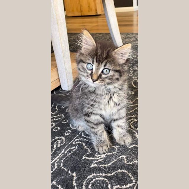 Photo of Blossom & Toby