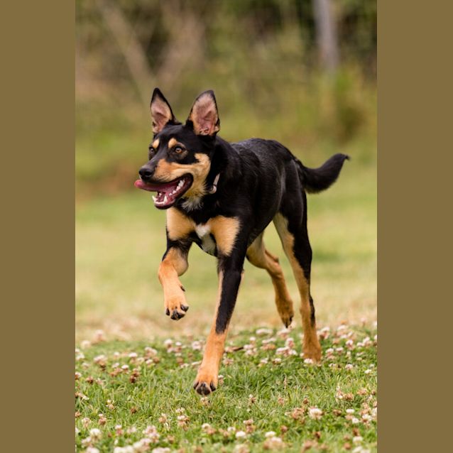 Photo of Monaro