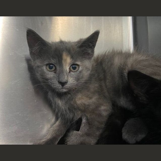 Photo of Arya