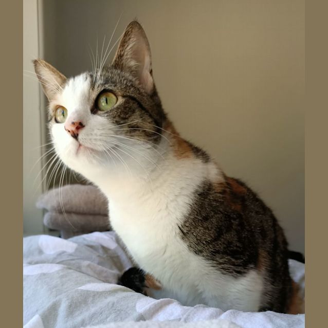 Photo of Little Miss   Located In Eltham