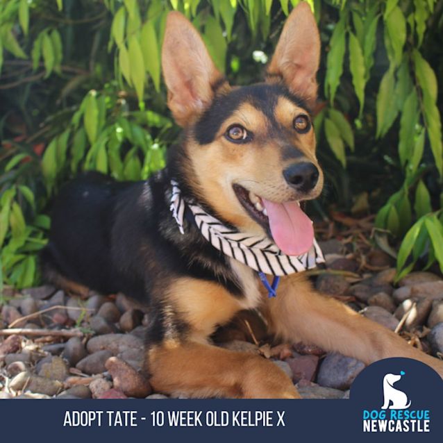 Photo of Tate   10 Week Old Kelpie X(on Hold 19/12/22)