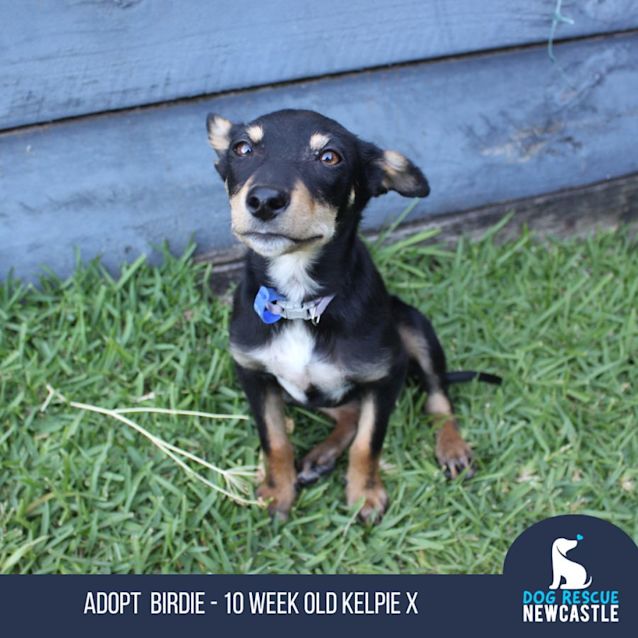 Photo of Birdie   10 Week Old Kelpie X(on Hold 14/12/22)