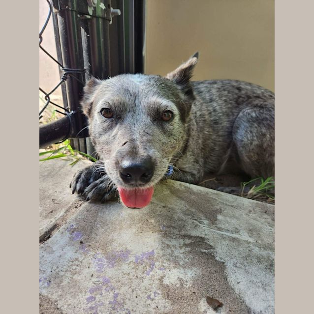 Photo of Lucy   3 Year Old Cattle Dog (On Trial)