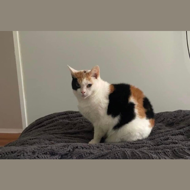 Photo of Star   8 Year Old Domestic Short Hair (Trial 29/6