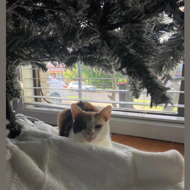 Photo of Star   8 Year Old Domestic Short Hair (Trial 29/6