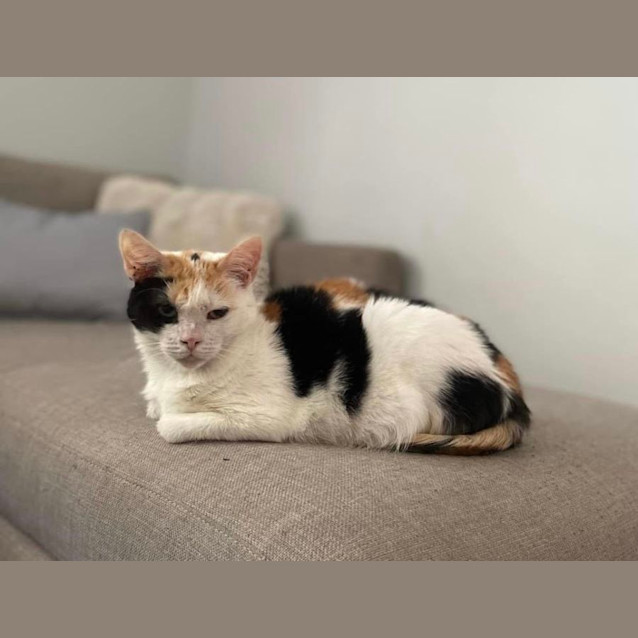 Photo of Star   8 Year Old Domestic Short Hair (Trial 29/6