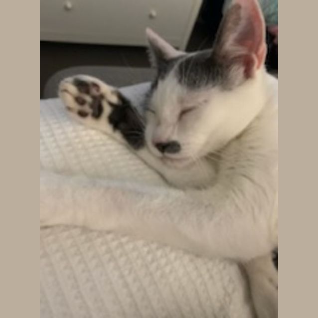 Photo of Mack And Spicy