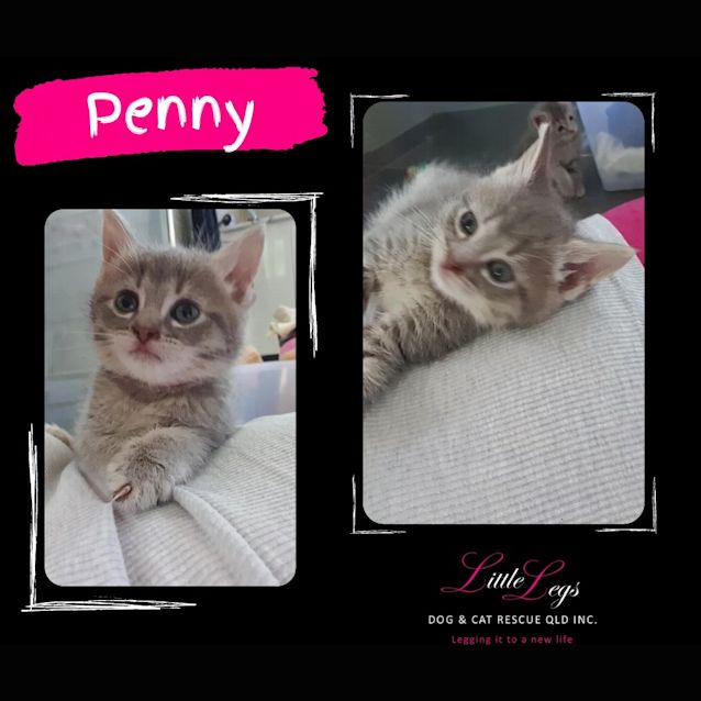 Photo of Penny