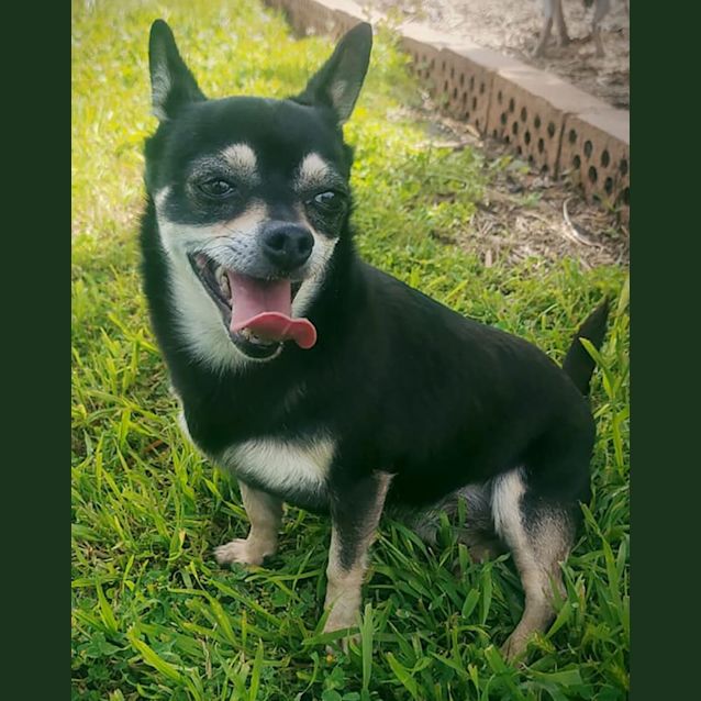 Photo of Olive & Chip