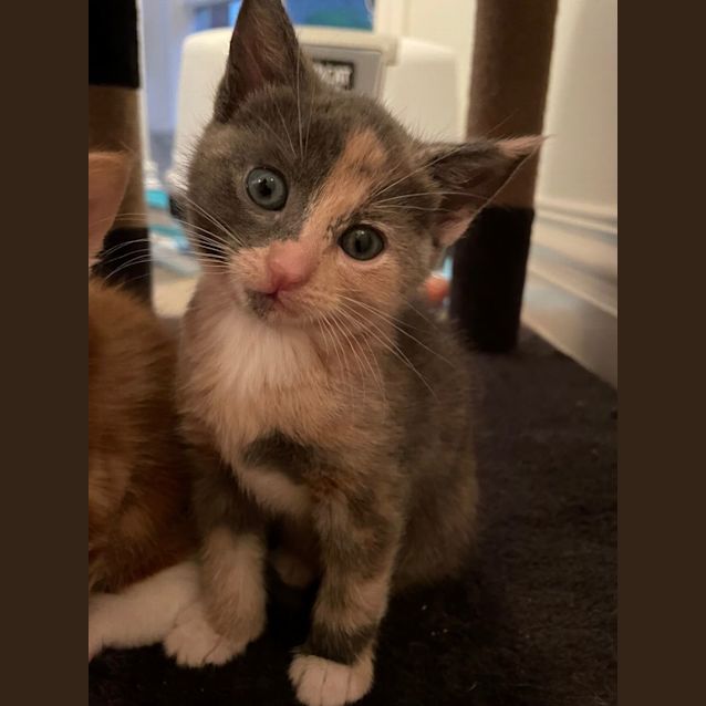 Photo of Maple
