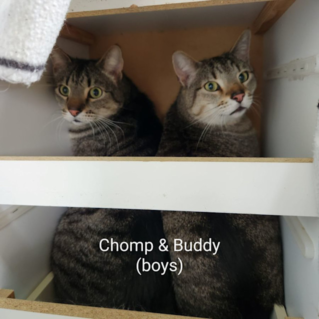 Photo of Buddy & Chomp   Bf Fs!