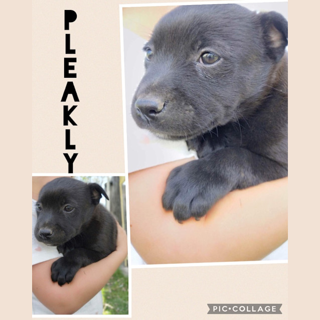 Photo of Pleakly