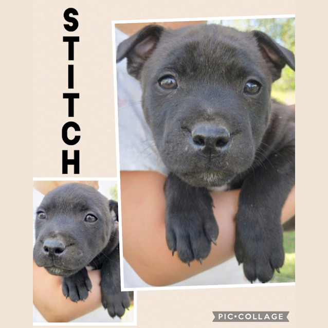 Photo of Stitch
