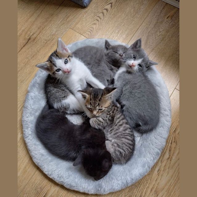 Photo of Kittens & Cats