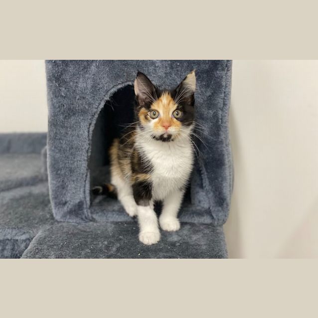 Photo of Spice