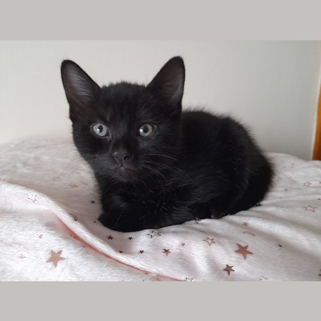 Photo of Bobby (Petstock)