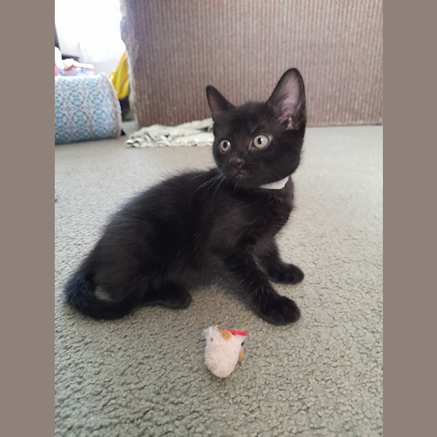 Photo of Ronnie