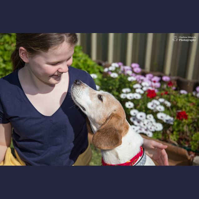 Photo of Ivy 🐶 7yo, Foxhound (On Trial 26/12/22)