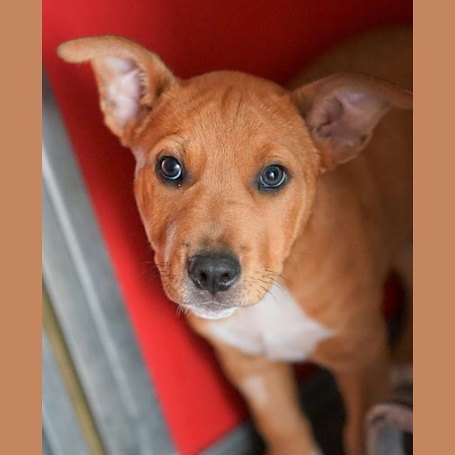 Photo of Beau