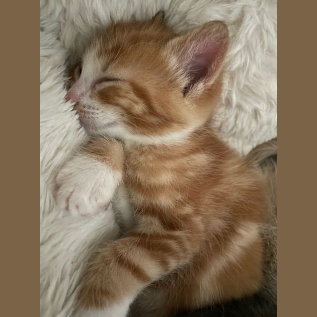Photo of Mario