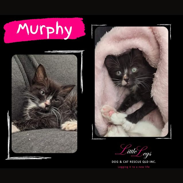 Photo of Murphy