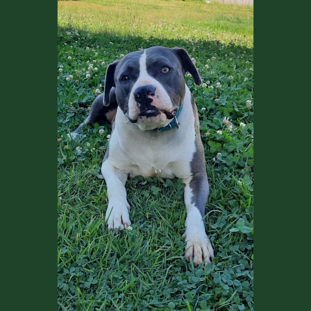 Photo of Kamba   6 Year Old American Staffy (On Hold)