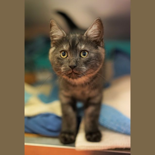 Photo of Dusty