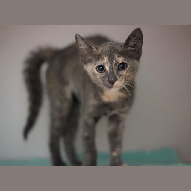 Photo of Coco