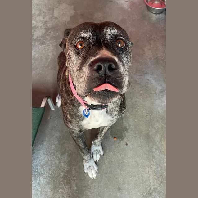 Photo of Shadow