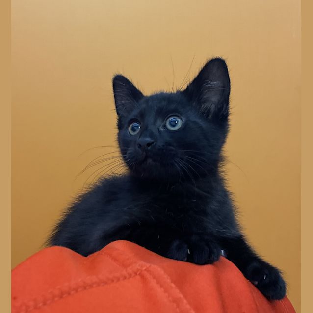 Photo of Shadow