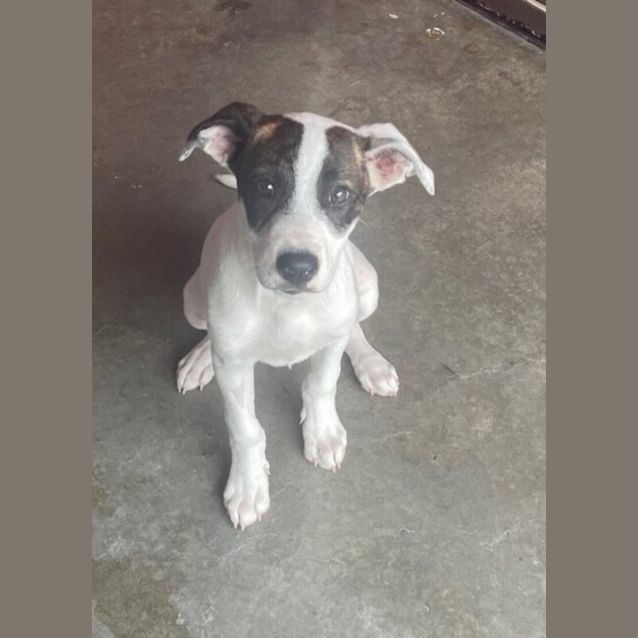 Photo of Bella