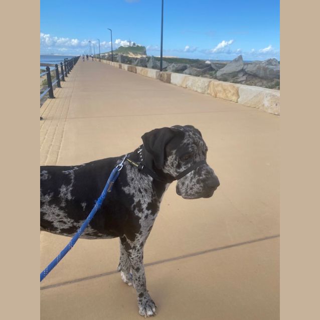 Photo of Otto   3 Year Old Great Dane(on Hold 16/12/22)