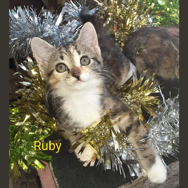 Photo of Ruby
