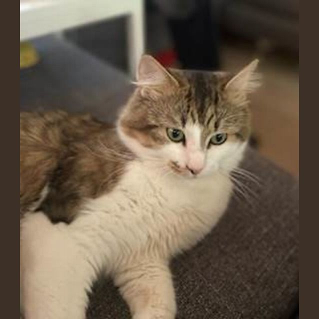 Photo of Milo   Located In Werribee