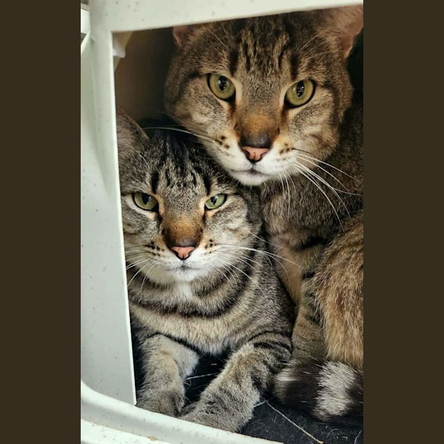 Photo of Buddy & Chomp   Bf Fs!