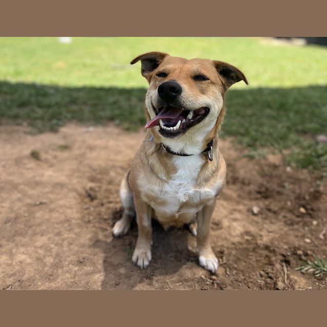 Photo of Bindi