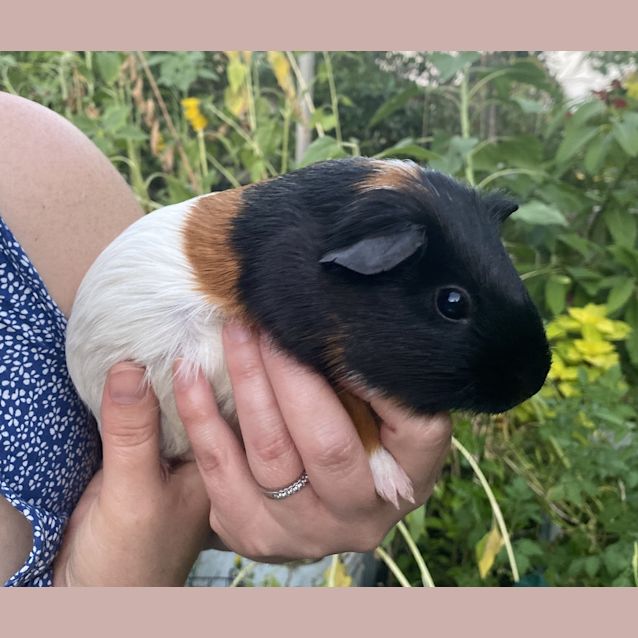 Photo of Toastie