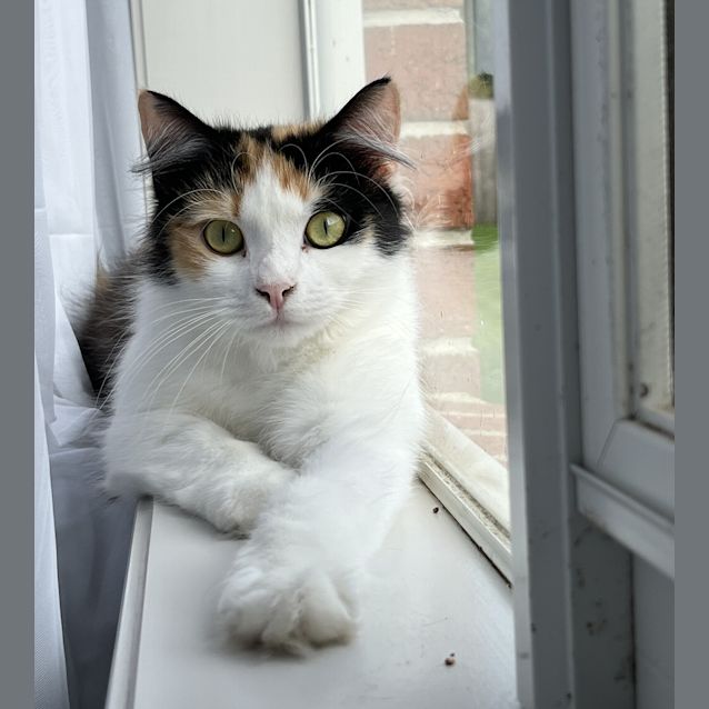 Photo of Caramel